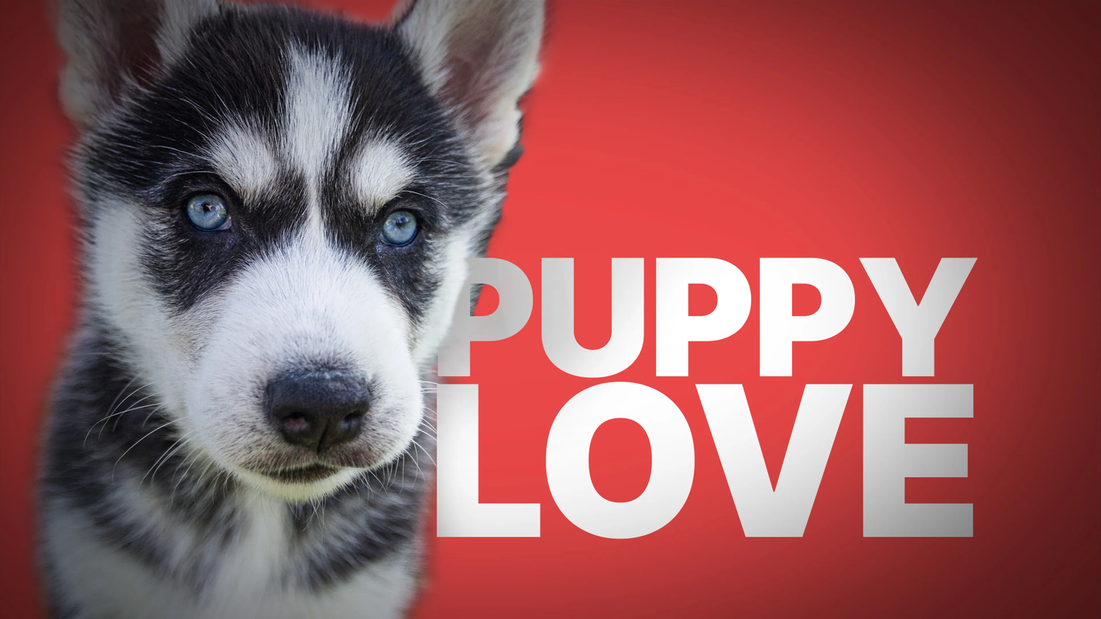 Puppy Love poster